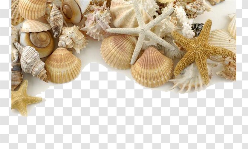 Seashell Pearl Shore Sand - Clams Oysters Mussels And Scallops - Decorative Seashells Transparent PNG