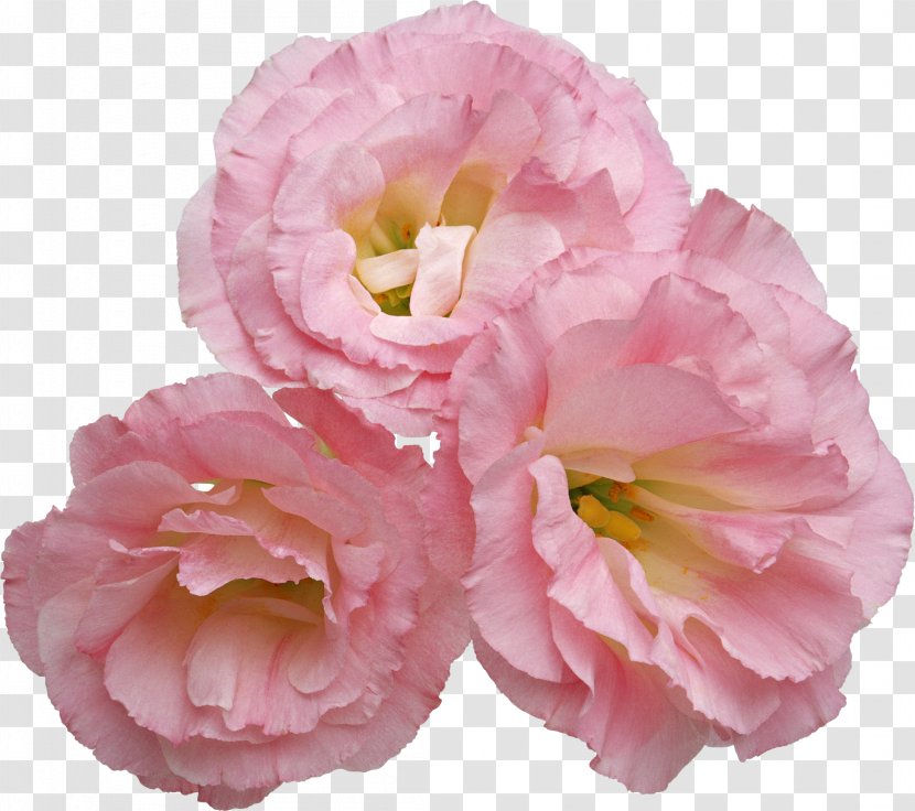 Flower Clip Art - Floribunda - Peony Transparent PNG