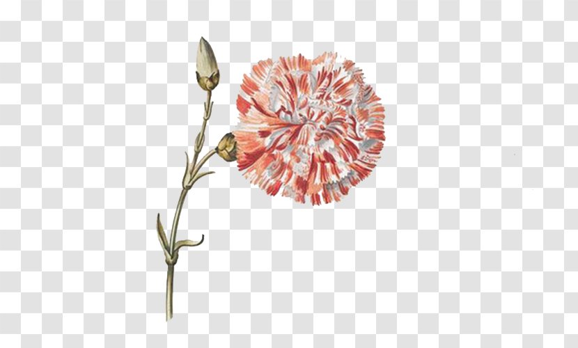 Botanical Illustration Drawing Botany - Rgb Color Model - Red Dandelion Transparent PNG