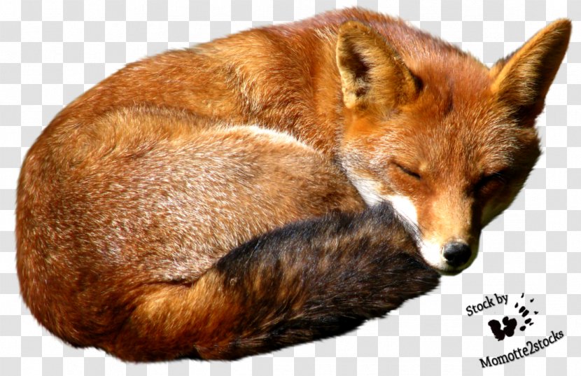 Red Fox Poster Wallpaper - Snout Transparent PNG