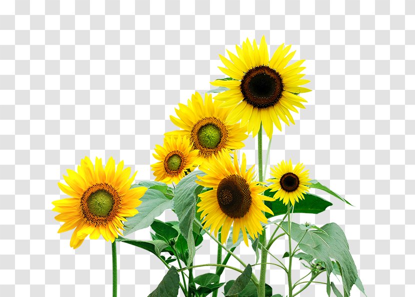 Flower Hefei Yuxing School - Cmyk Color Model - Painted Sunflowers Transparent PNG