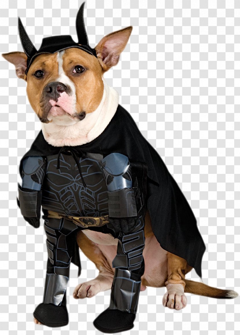 Batman Dog Batgirl Halloween Costume - Dress - Dogs Transparent PNG