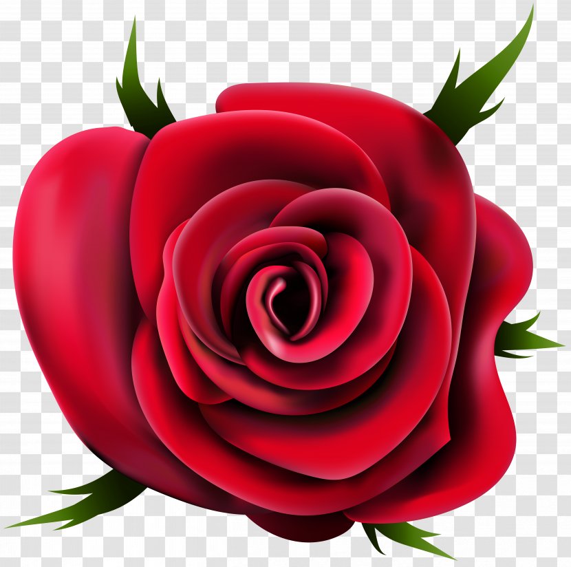 Garden Roses Clip Art - Plant - Transparent Rose Transparent PNG