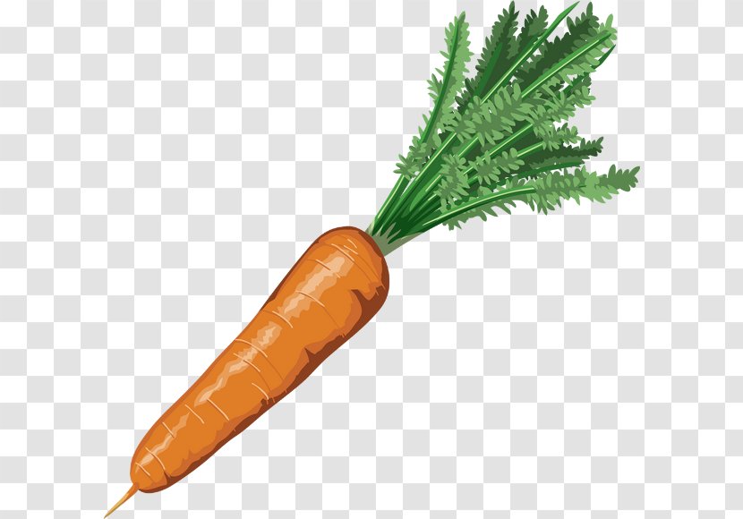 Carrot Drawing Nutrient Vegetable Transparent PNG
