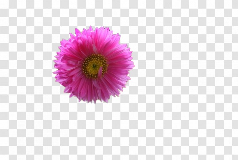 Transvaal Daisy Chrysanthemum Cut Flowers Family Aster - Lofty Transparent PNG