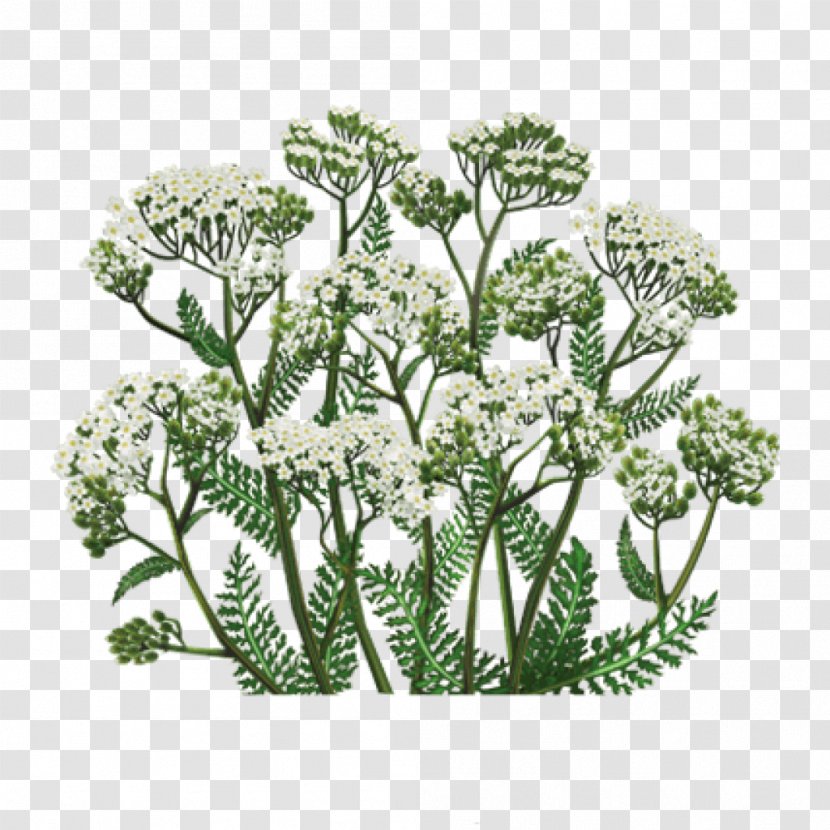 Yarrow Medicinal Plants Herb Tea - Apiales Transparent PNG