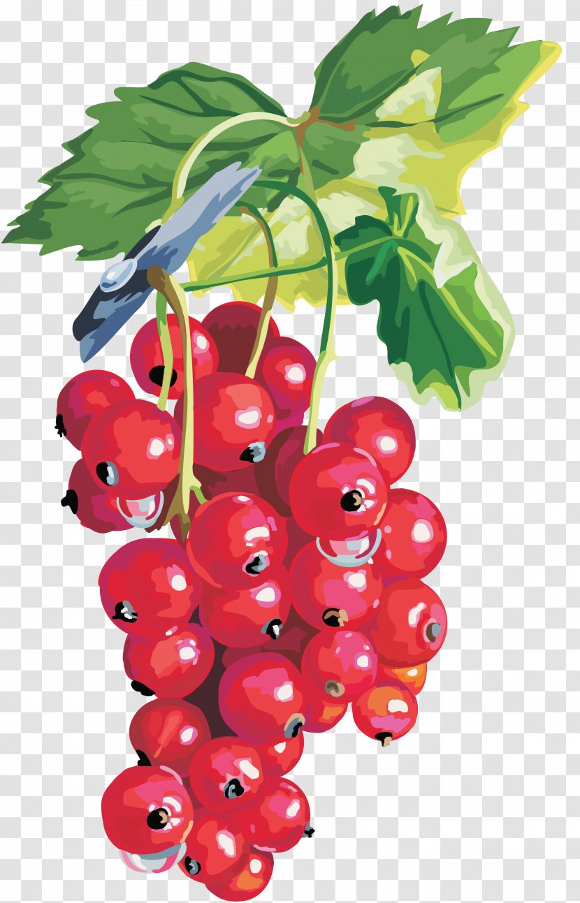 Blackcurrant Redcurrant Gooseberry Shrub Clip Art - Currant - Berries Transparent PNG