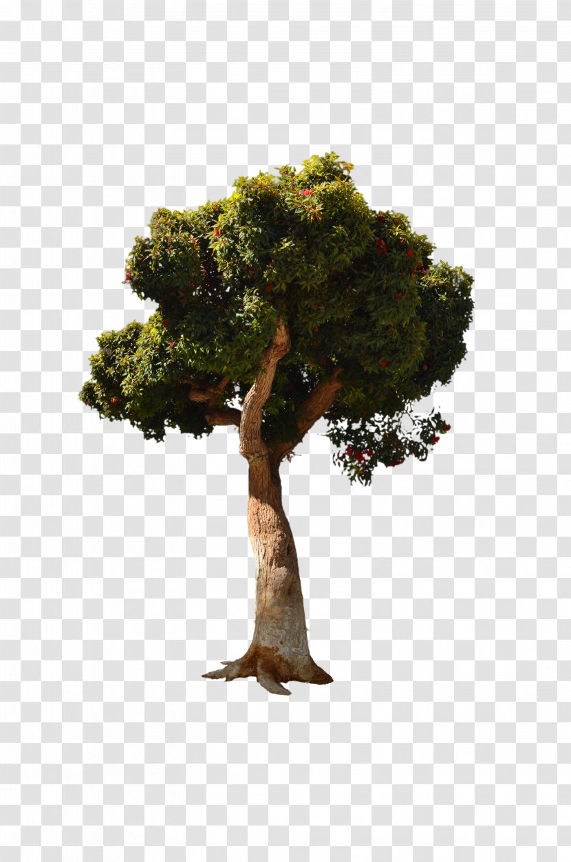 Stock Photography Tree - Top View Transparent PNG