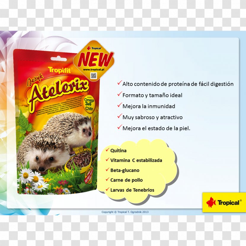 Four-toed Hedgehog Rodent Food Guinea Pig Hérisson - Atelerix - Erizo Transparent PNG