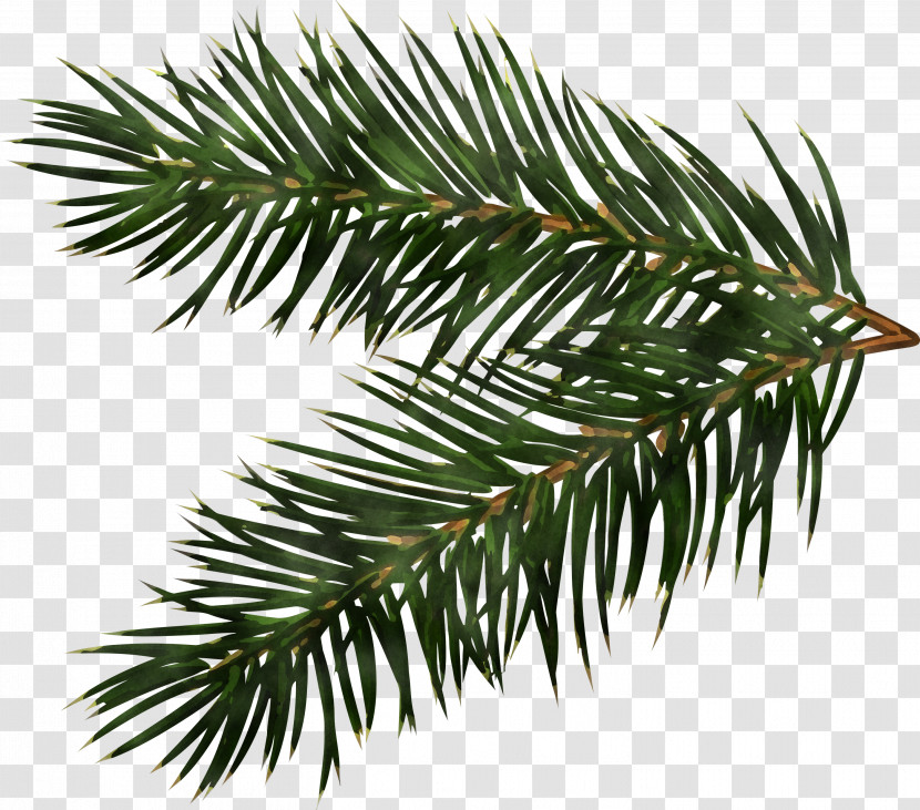 Christmas Pine Branch Transparent PNG