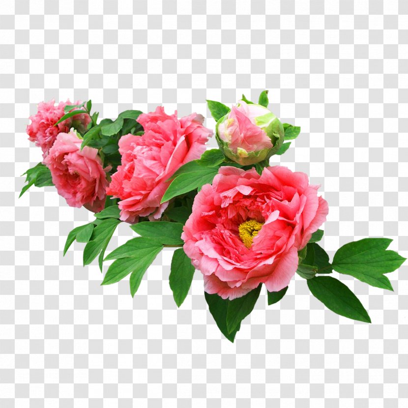 Moutan Peony Garden Roses Flower - Rose - Real Bonus Transparent PNG