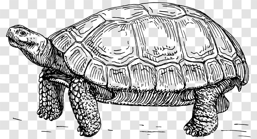 Yertle The Turtle Reptile Tortoise Clip Art - Green Sea Transparent PNG