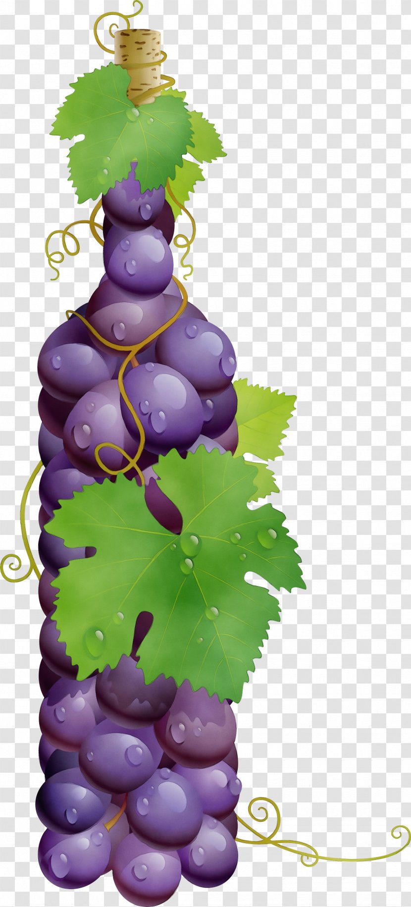 Grape Grapevine Family Leaves Vitis Bottle - Flower Fruit Transparent PNG