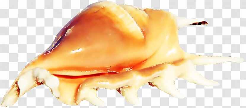 Seafood Conch Sea Snail - Close Up - Orange Beautiful Transparent PNG