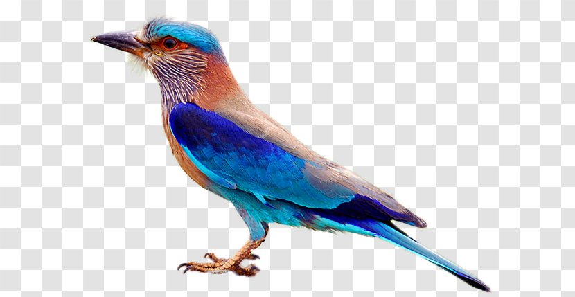 Telangana Forest Department Indian Roller Bird Symbol - Tree - National Wind Transparent PNG