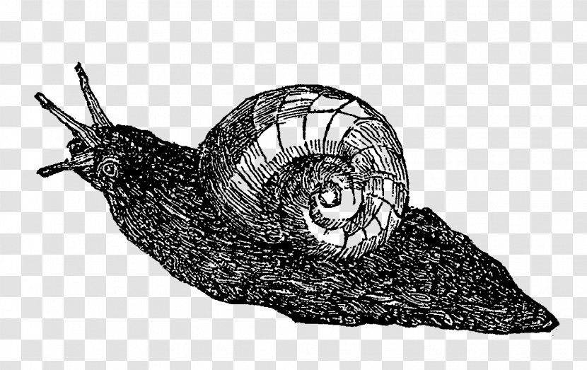 Sea Snail Slug White - Black And - Little Transparent PNG