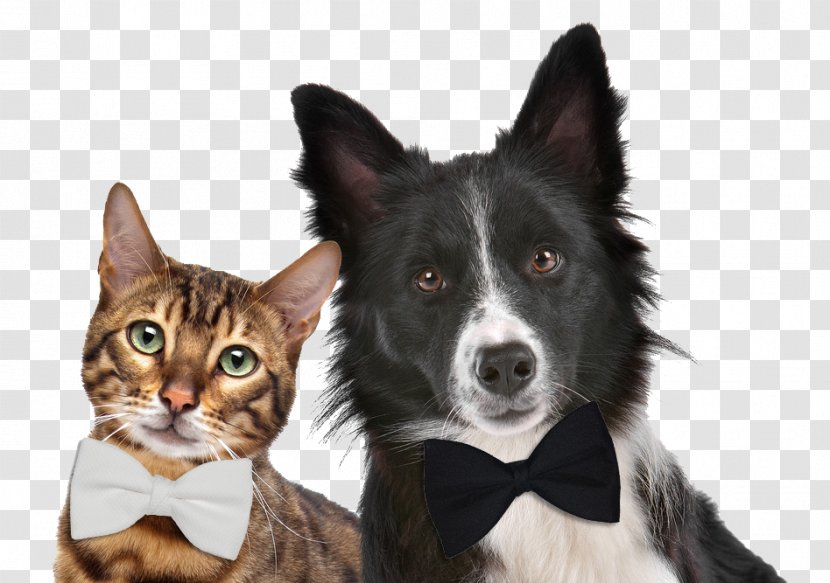 Dog–cat Relationship Pet Sitting Exotic Shorthair Kitten - Border Collie - Dog Transparent PNG
