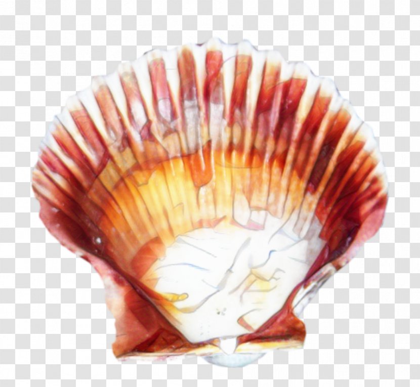 Cockle Shell - Scallops - Jaw Bivalve Transparent PNG