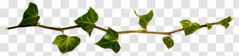 Twig Plant Stem Leaf Flower - Branch - Hula Hoop Transparent PNG