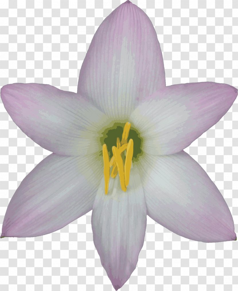 Flower Easter Lily Desktop Wallpaper Clip Art - Water Transparent PNG