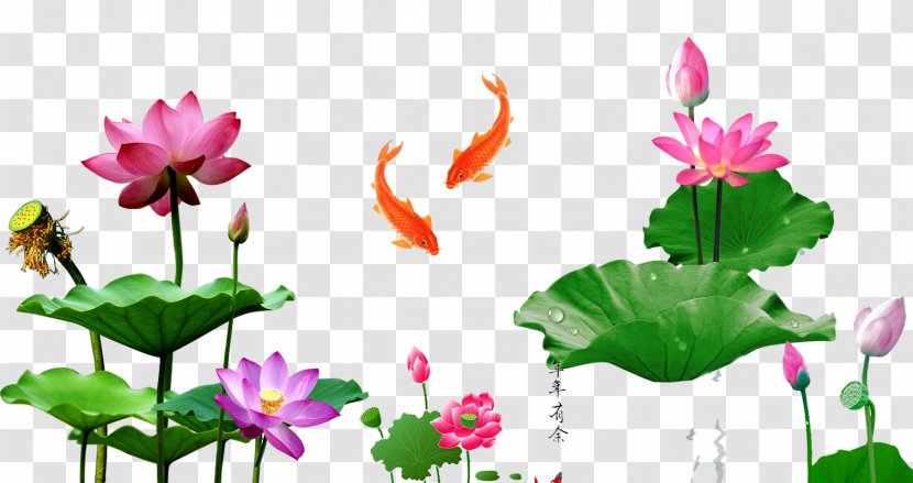 Download Caishen - Floristry - Lotus Goldfish Transparent PNG