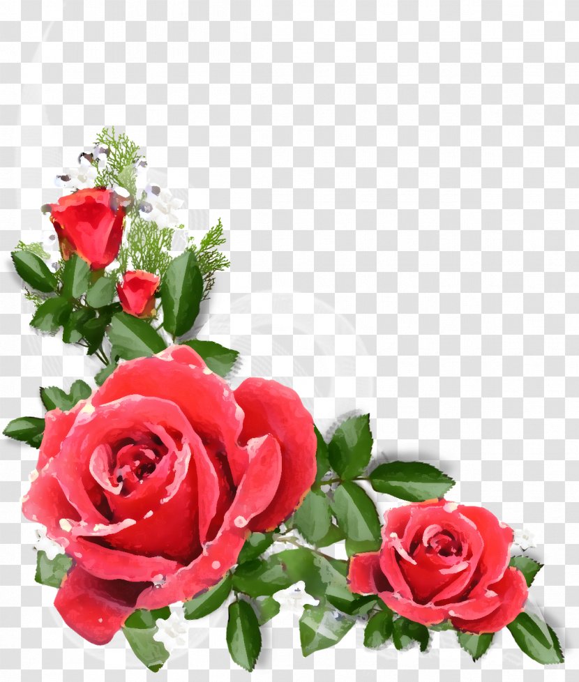 Garden Roses Cabbage Rose Floribunda Flower Floral Design Transparent PNG