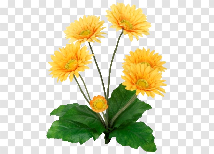 Cut Flowers Yellow Plant Stem Common Sunflower - Daisy Family - Amber Transparent PNG