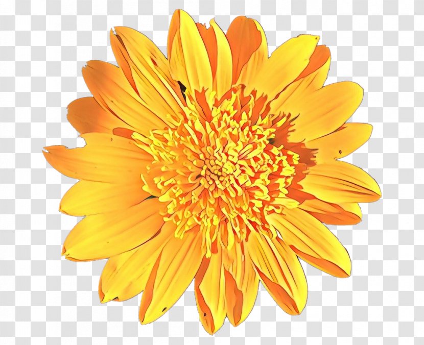 Orange - Yellow - Cut Flowers Plant Transparent PNG