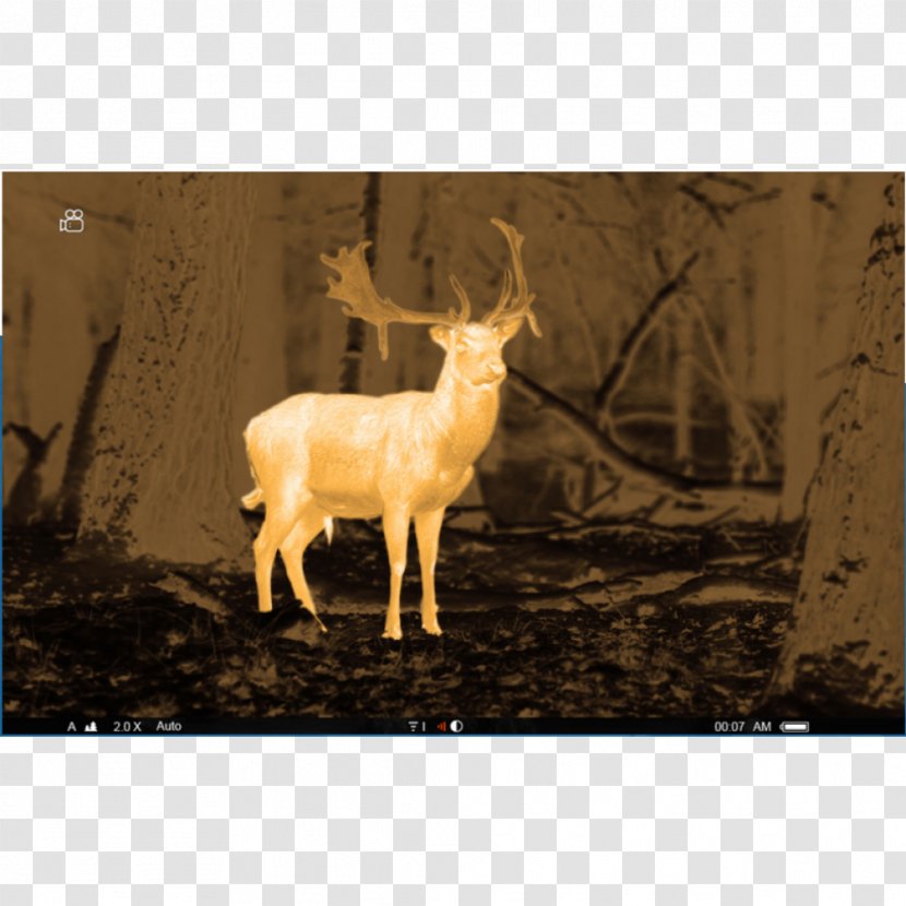 Night Vision Visual Perception Thermography Monocular Pulsar - Mammal - Light Transparent PNG
