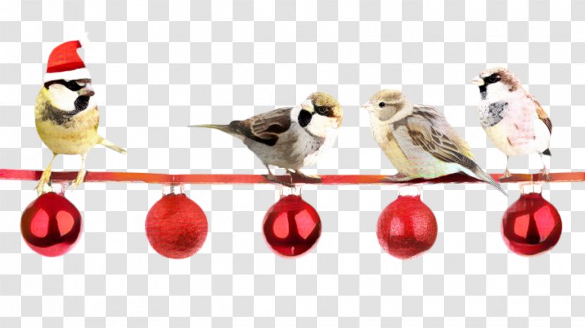 Christmas Day Decoration Santa Claus Bird Count Mrs. - Songbird Transparent PNG