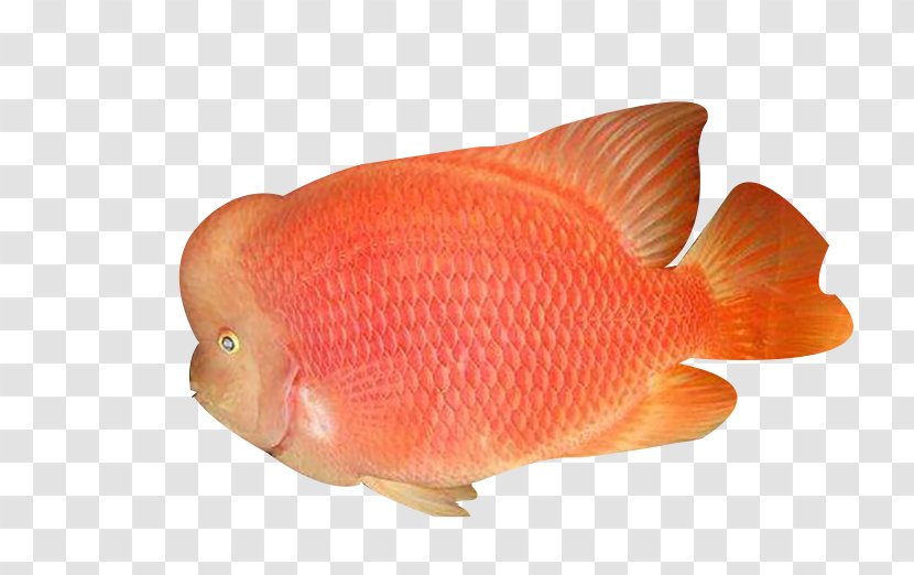 Orange Fish Download - Pet - Roe Transparent PNG