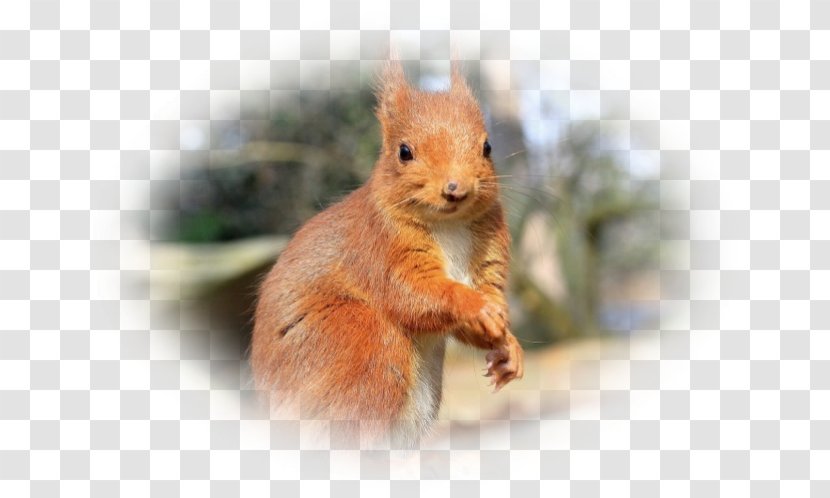 Fox Squirrel Chipmunk Dormouse Whiskers - Fauna - Pas De Deux Transparent PNG