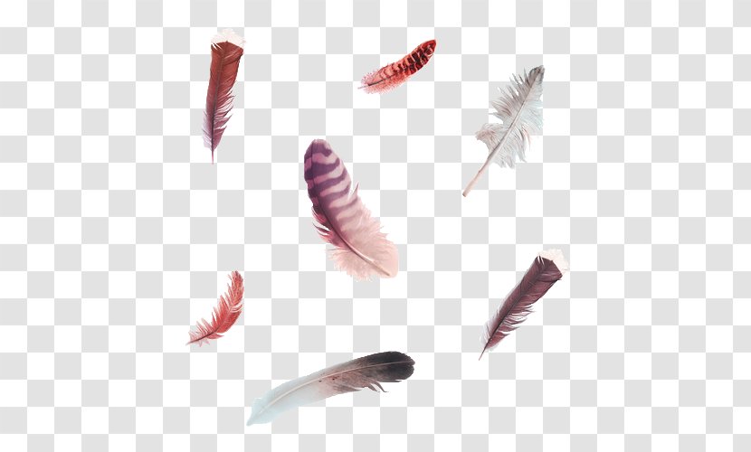 Bird Feather Clip Art - Watercolor Painting Transparent PNG