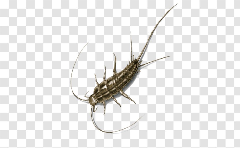 Insect Silverfish Pest Control House Centipede - Starch Transparent PNG