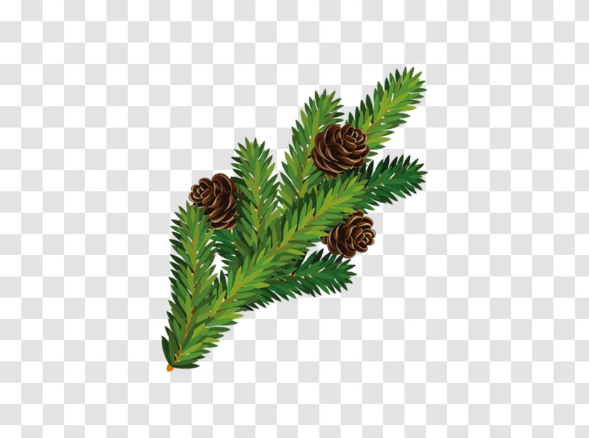 Pine Christmas Tree Branch - Nut - Squirrel Pineal Transparent PNG