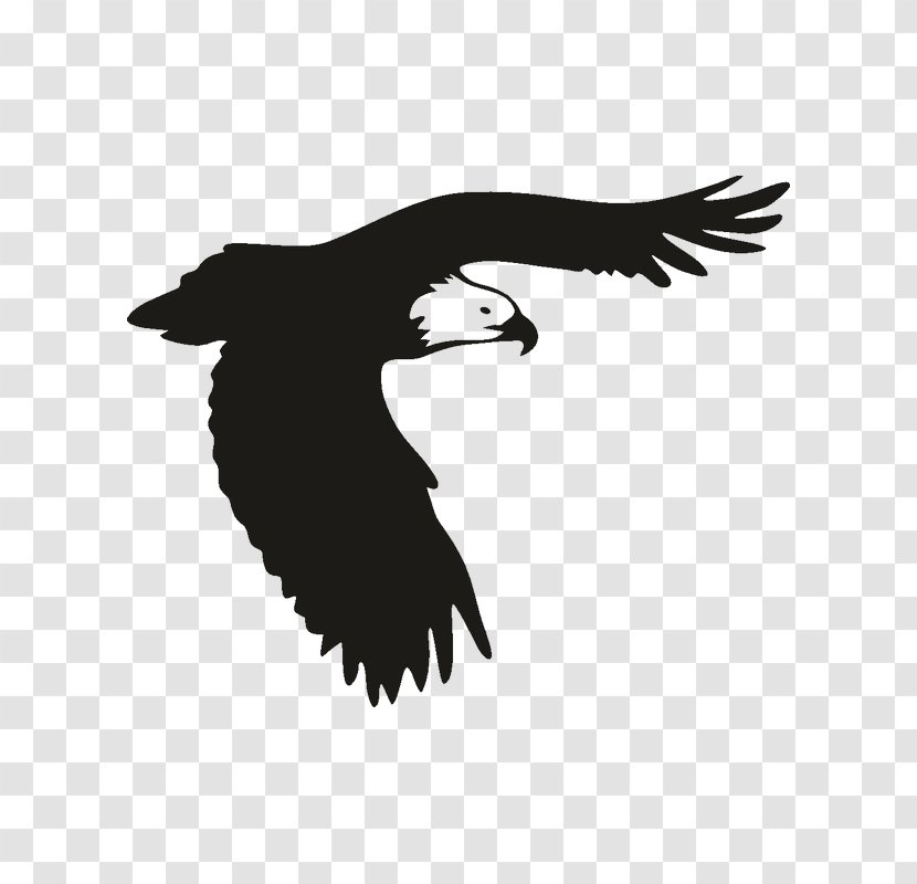 Bald Eagle Bird Of Prey Window - Wing Transparent PNG