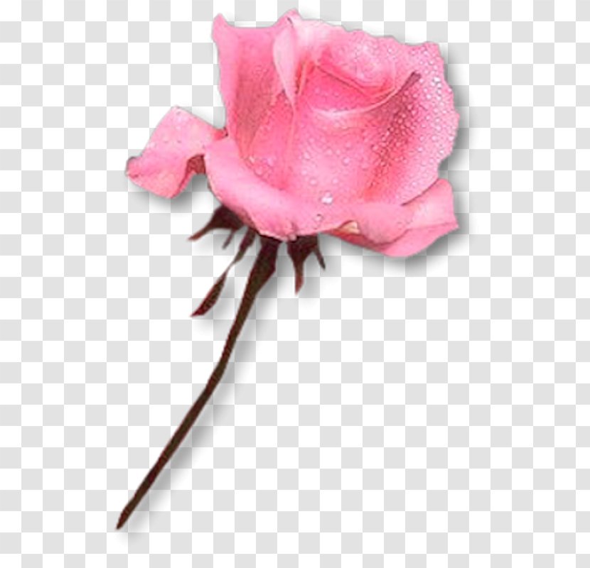 Baku Flower Festival Rose Transparent PNG