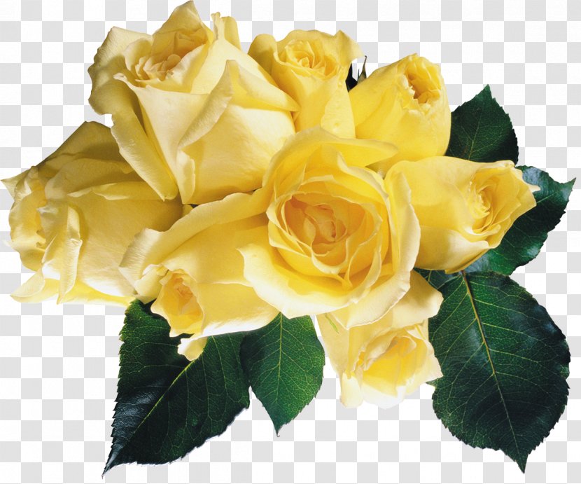 Garden Roses Yellow Flower Red - Blue Rose Transparent PNG