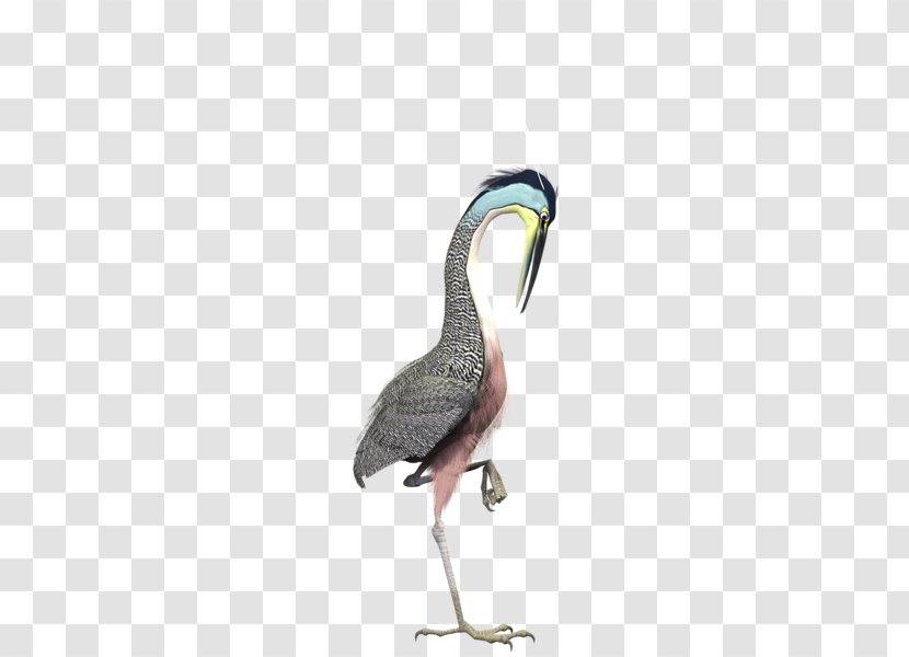 Hautes-Pyrxe9nxe9es Google Daydream Goose Color - Duck - Wild Crane Transparent PNG