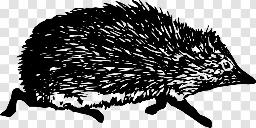 Domesticated Hedgehog Black And White Clip Art - Erinaceidae Transparent PNG