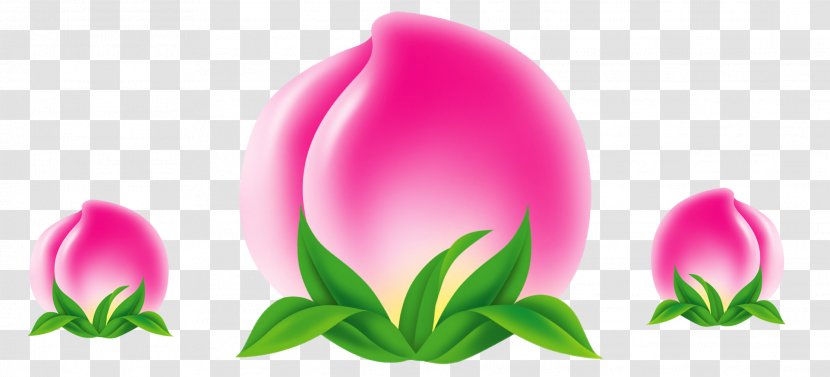 Peach Auglis Download - Pink Transparent PNG