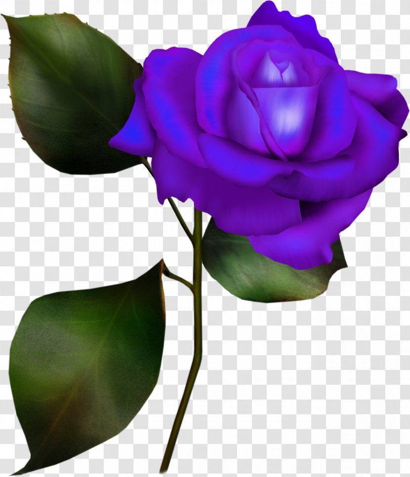 Garden Roses Flower Cabbage Rose - Drawing Transparent PNG