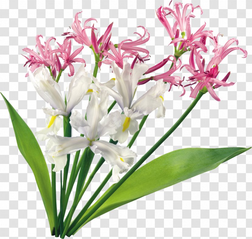 Cut Flowers Flower Bouquet Clip Art - Beautiful Orchid Photo Frame Transparent PNG