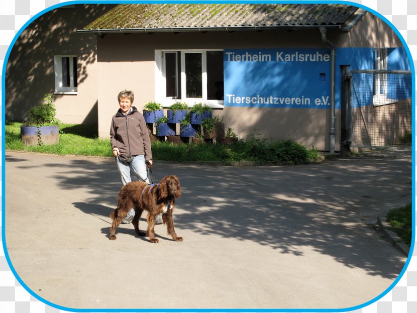 Dog Breed Tierschutzverein Karlsruhe U. Umgebung E.V. Animal Shelter Volunteering - Like Mammal Transparent PNG
