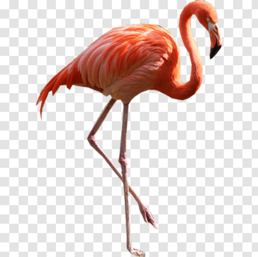 Flamingo Clip Art - Water Bird - Flamingos Heels Transparent PNG