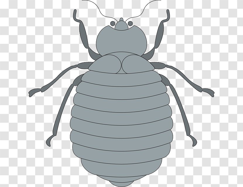 Volkswagen Beetle Clip Art - Rhinoceros Beetles Transparent PNG