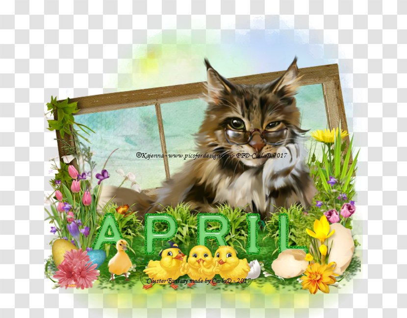 Maine Coon Whiskers Kitten Domestic Short-haired Cat Tabby - Shorthaired Transparent PNG