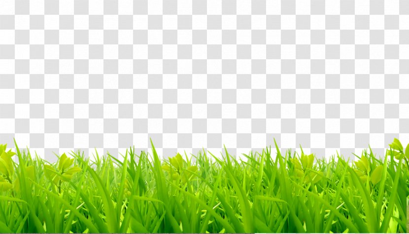 Lawn Royalty-free Image Photography Grass - Nature - Field Transparent PNG