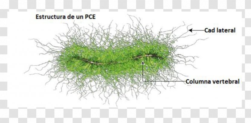 Grasses Plant Stem Tree Family - Columna Vertebral Transparent PNG