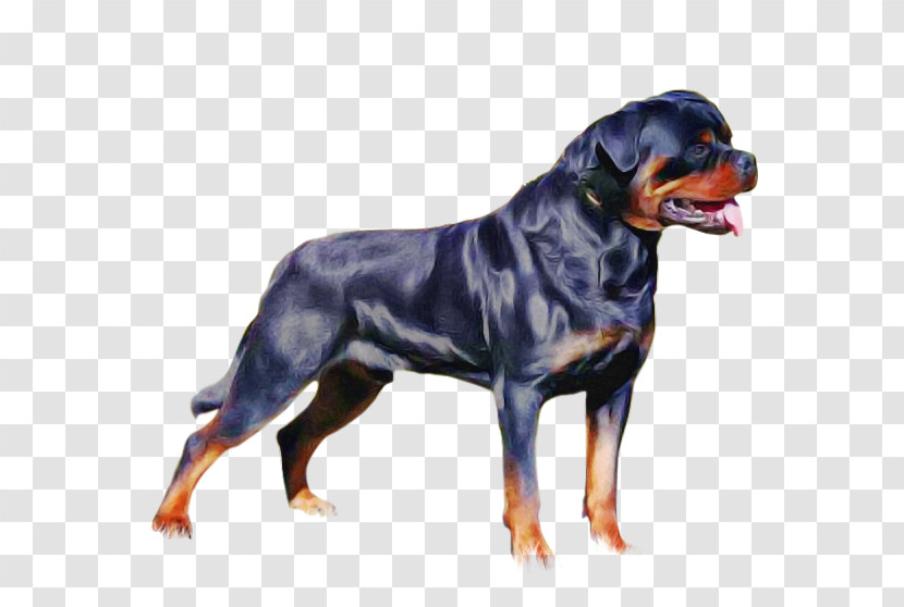 Dog Rottweiler Working Dog Molosser Giant Dog Breed Transparent PNG